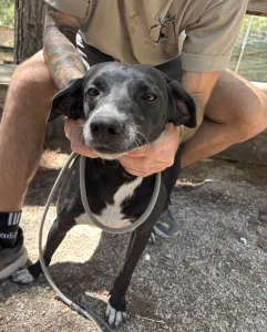 Adopt Eni