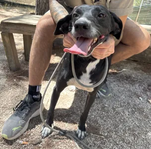 Adopt Eni
