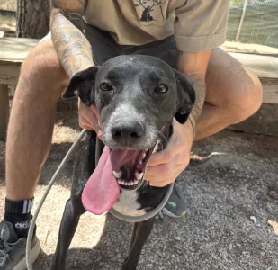 Adopt Eni
