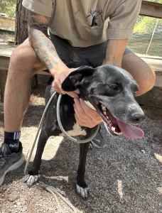 Adopt Eni