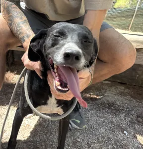 Adopt Eni