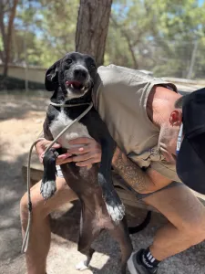 Adopt Eni