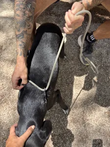 Adopt Eni