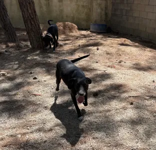 Adopt Kimon