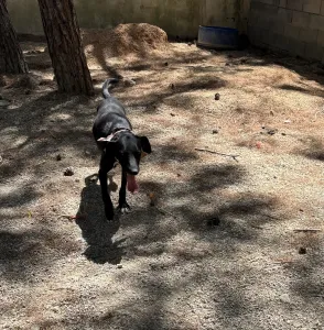 Hund Vafla adoptieren