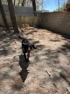 Hund Vafla adoptieren