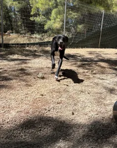 Adopt Eni