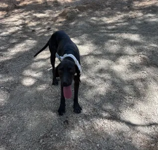 Adopt Kimon