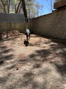 Adopt Eni