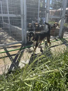 Adopt Thanasis