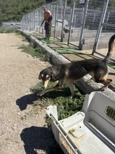 Adopt Thanasis