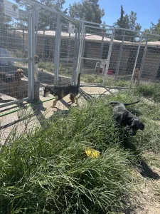 Adopt Thanasis