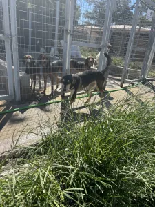Adopt Thanasis