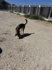 Adopt Thanasis