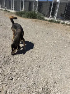 Adopt Thanasis