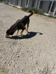 Adopt Thanasis