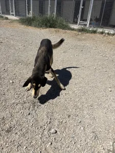 Adopt Thanasis