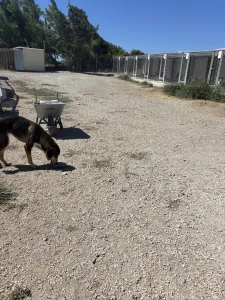 Adopt Thanasis
