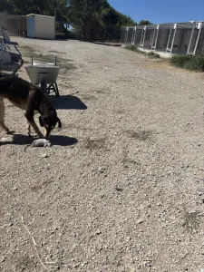 Adopt Thanasis
