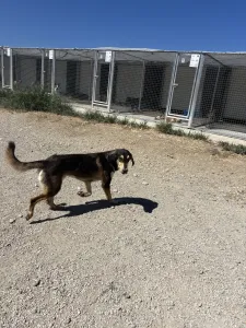 Adopt Thanasis