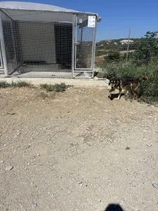 Adopt Thanasis