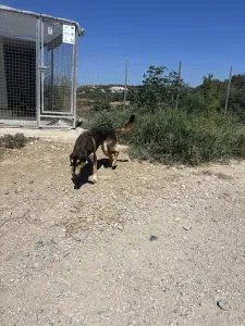 Adopt Thanasis