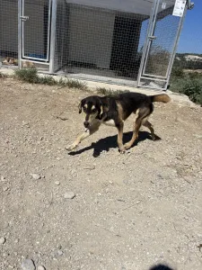 Adopt Thanasis