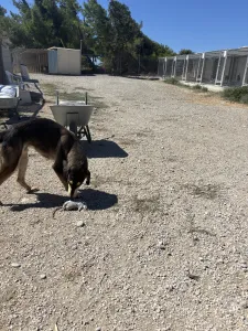 Adopt Thanasis