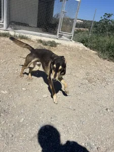 Adopt Thanasis