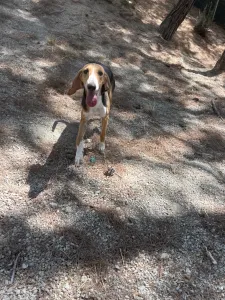 Adopt Mira
