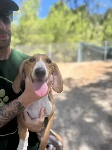 Adopt Mira