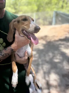 Adopt Mira