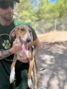 Adopt Mira