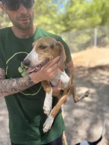 Adopt Mira