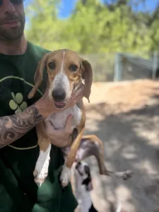 Adopt Mira