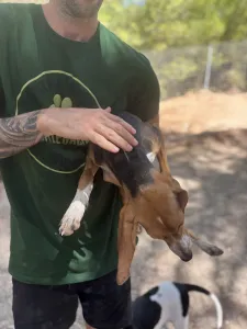 Adopt Mira