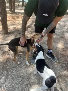 Adopt Mira