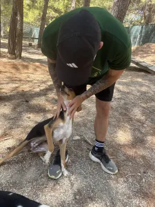 Adopt Mira