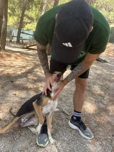 Adopt Mira