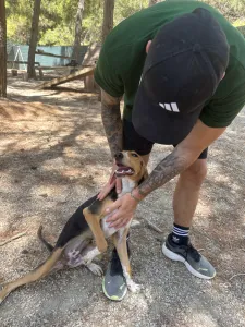 Adopt Mira