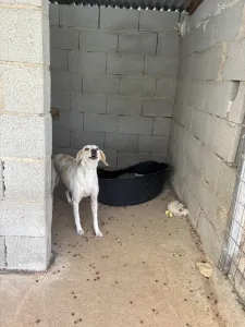 Adopt Lefki