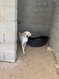 Adopt Lefki