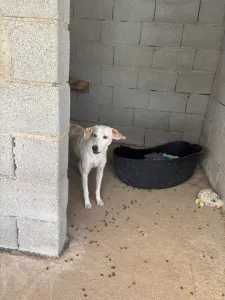 Adopt Lefki