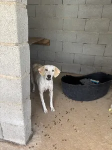 Adoption profile for Lefki