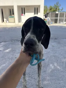 Adoption profile for Heart