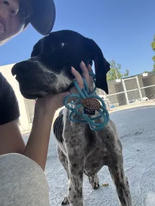 Adopt Heart