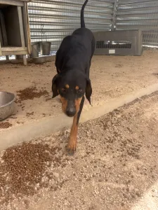 Adoptie hond Kevin