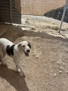 Adopt Riki