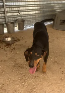 Adoptie hond Kevin
