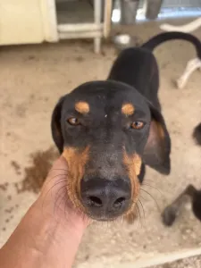 Adoptie hond Kevin